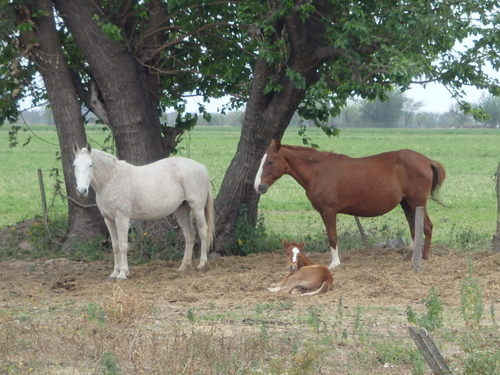 Guess which one is the Mommy?